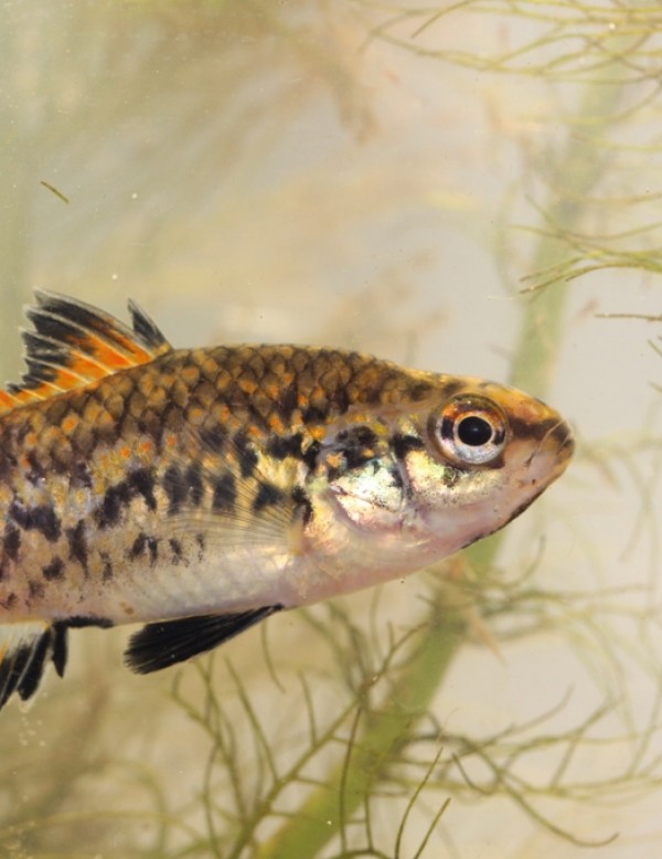 Pygmy perch & blackfish thrive