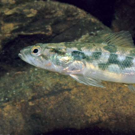 Native Fish