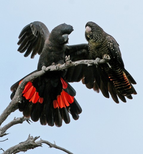 Photo of South-eastern Red-tailed Black-Cockatoo