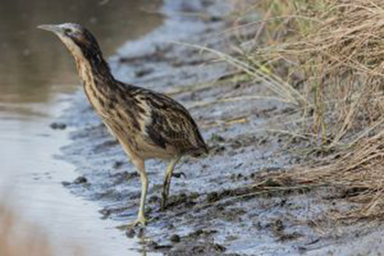 An image of  a Bittern, a brown motley coloured bird walking along the edge of a waterway.