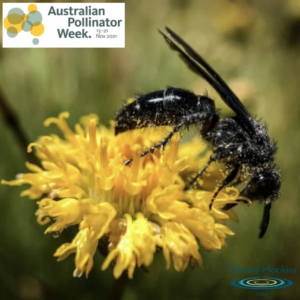 Image of a winged insect on a yellow flower covered in pollen