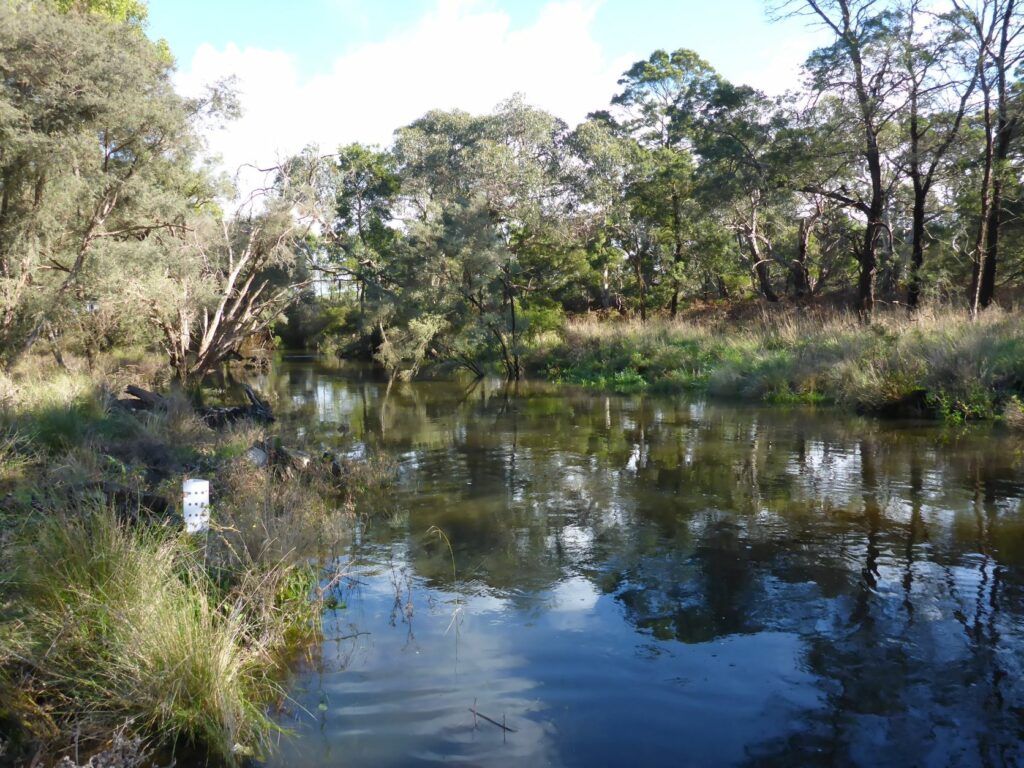 Image of creek with trees and grass on banks and some treeplanting in foreground