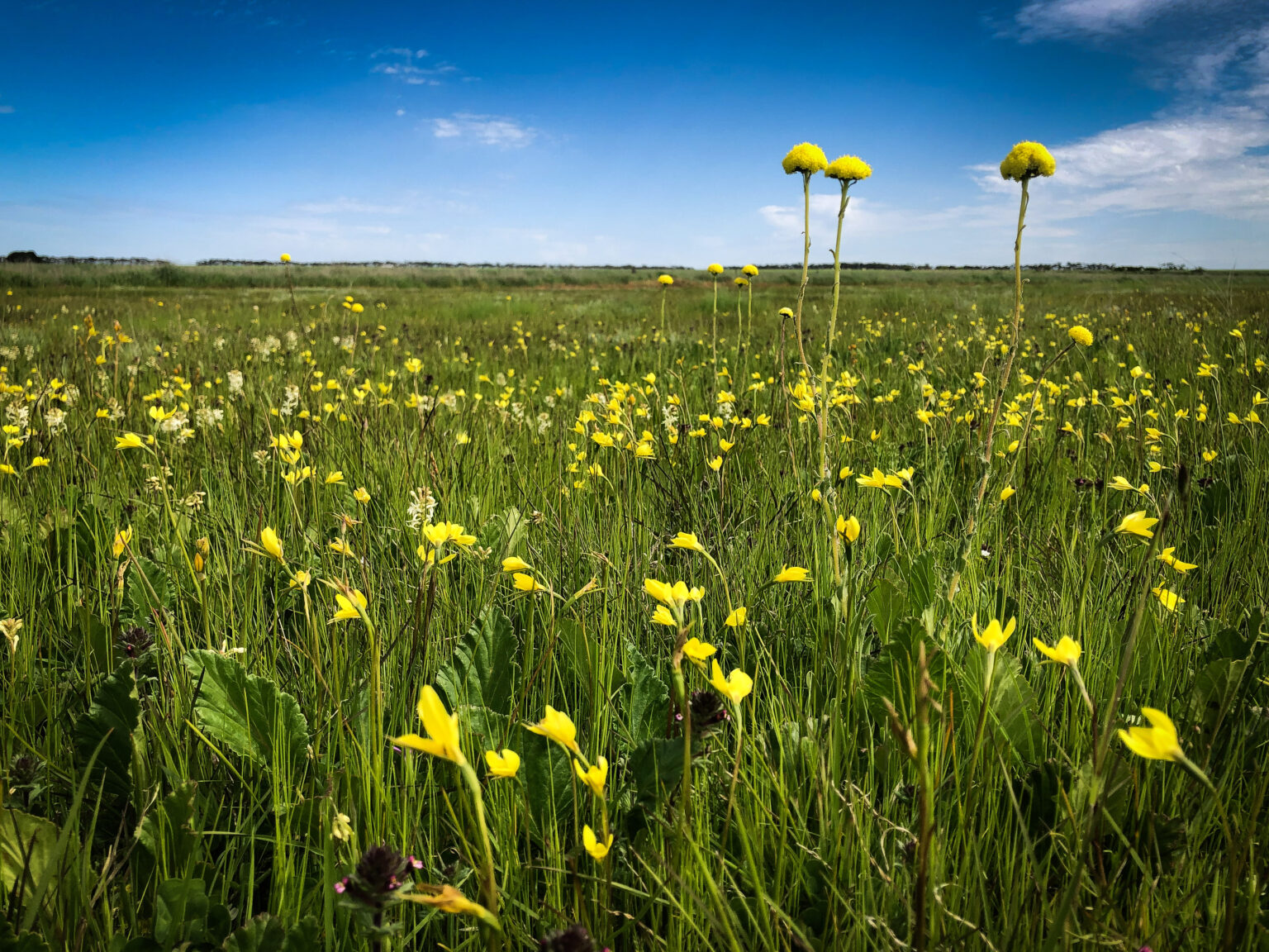 Grasslands of the Victorian Volcanic Plains Glenelg Hopkins CMA