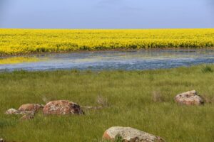 yellow canola crop on the edige of a wetland area, with grass and rocks in paddock in foreground
