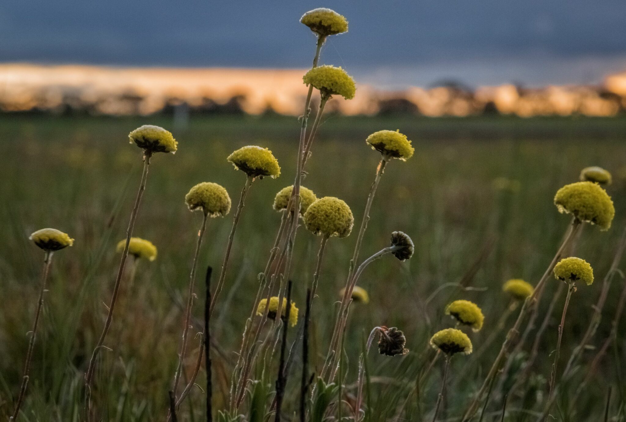 Grasslands of the Victorian Volcanic Plains Glenelg Hopkins CMA