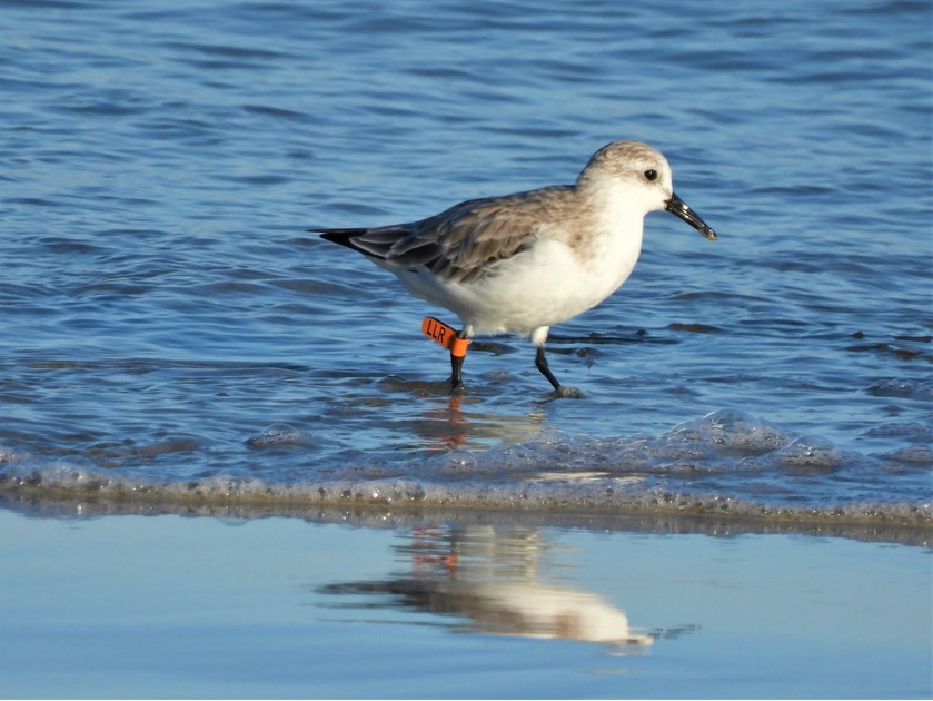 White bird with grey wings and tail standing in the waves on a beach with an orange leg tag