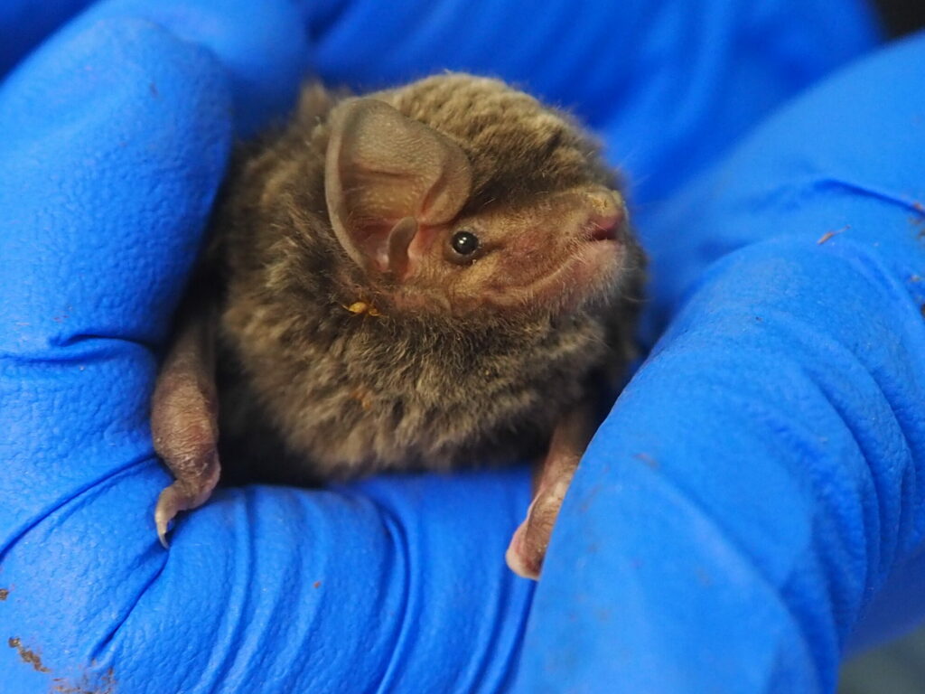 Southern Bentwing Bat Glenelg Hopkins CMA